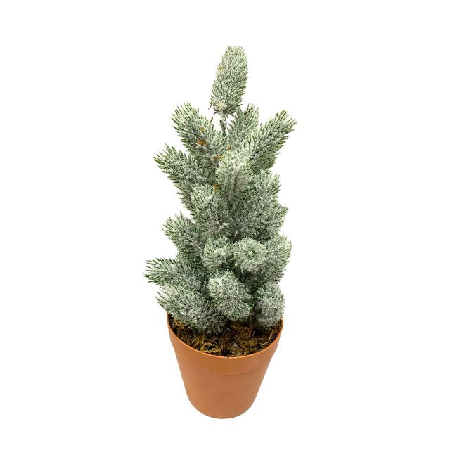 A small frosted conifer tree in a terracotta-colored plastic pot, photographed against a solid white background.